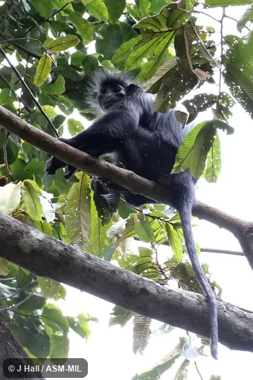 Colobus satanas anthracinus, Gabon Black Colobus. Colobus satanas anthracinus, Gabon Black Colobus.