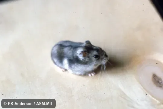 Dorso-lateral view of captive. Formerly Phodopus sungorus. Also as Dzungarian Hamster|Russian Winter White Dwarf Hamster|Siberian Dwarf Hamster|Siberian Hamster|Striped Hairy-footed Hamster|Striped Hamster. Dorso-lateral view of captive. Formerly Phodopus sungorus. Also as Dzungarian Hamster|Russian Winter White Dwarf Hamster|Siberian Dwarf Hamster|Siberian Hamster|Striped Hairy-footed Hamster|Striped Hamster.