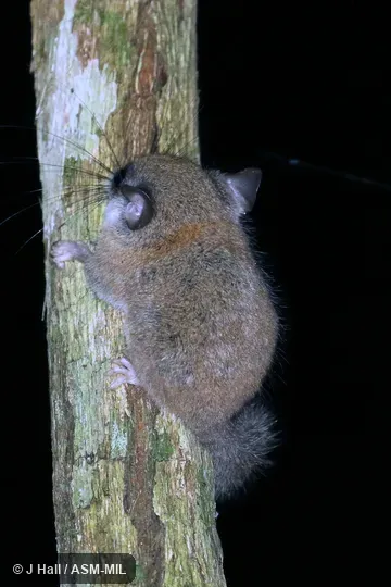 Identified by Louise Emmons. Identified by Louise Emmons.