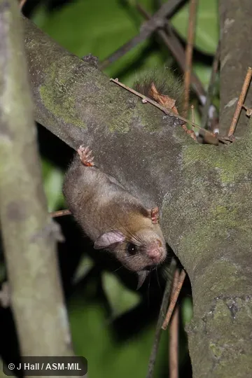 Formerly in Anomaluridae. Also as Cameroon Anomalure|Cameroon Scaly-tail|Cameroon Scaly-tailed Squirrel|Flightless Scaly-tailed Squirrel. Identified by Louise Emmons. Formerly in Anomaluridae. Also as Cameroon Anomalure|Cameroon Scaly-tail|Cameroon Scaly-tailed Squirrel|Flightless Scaly-tailed Squirrel. Identified by Louise Emmons.