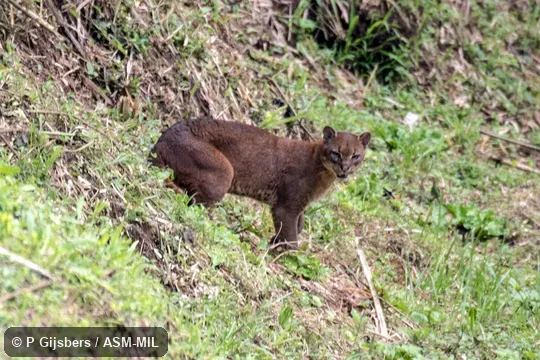 Formerly Profelis aurata|Caracal auratus. For similar images go to www.atourworld.com. Formerly Profelis aurata|Caracal auratus. For similar images go to www.atourworld.com.