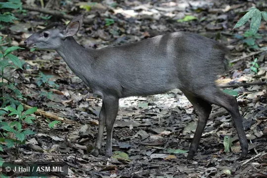 Formerly as Mazama gouazoubira and then as Mazama nemorivaga. Formerly as Mazama gouazoubira and then as Mazama nemorivaga.