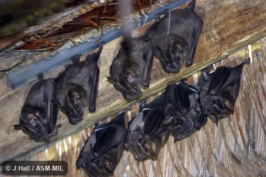 Identified by Fiona Reid Identified by Fiona Reid