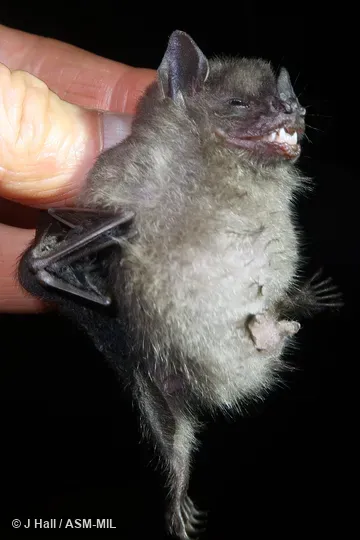 Identified by Fiona Reid. Also as Andean Fruit Bat|Small Yellow-shouldered Bat. Identified by Fiona Reid. Also as Andean Fruit Bat|Small Yellow-shouldered Bat.