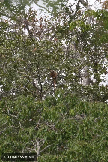 Formerly Callicebus oenanthe. Also as Andean Titi Monkey|Isabelline Titi|Rio Mayo Titi|Rio Mayo Titi Monkey|San Martin Titi Monkey. Formerly Callicebus oenanthe. Also as Andean Titi Monkey|Isabelline Titi|Rio Mayo Titi|Rio Mayo Titi Monkey|San Martin Titi Monkey.