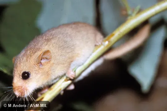 Side view. Also as Common Dormouse. Side view. Also as Common Dormouse.