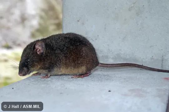 Identified by Fiona Reid. Also as Long-tailed Thomasomys. Identified by Fiona Reid. Also as Long-tailed Thomasomys.