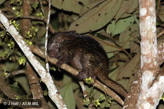 Identified by Fiona Reid Identified by Fiona Reid