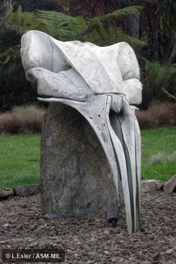 Dorsal view of skull mounted as garden ornament. Formerly in Neobalaenidae. Also as Western Australian Whale. Dorsal view of skull mounted as garden ornament. Formerly in Neobalaenidae. Also as Western Australian Whale.