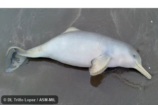 Formerly in order Cetacea. Formerly in Iniidae. Also as La Plata River Dolphin. Formerly in order Cetacea. Formerly in Iniidae. Also as La Plata River Dolphin.