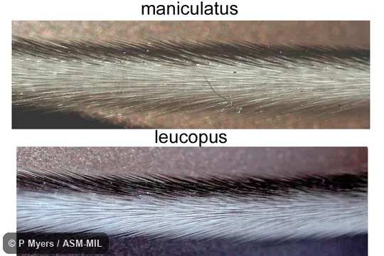 Same as 5588. Lateral views of tails of Peromyscus leucopus and Peromyscus maniculatus gracilis. Identified with use of salivary amylase. Also as North American Deermouse. Same as 5588. Lateral views of tails of Peromyscus leucopus and Peromyscus maniculatus gracilis. Identified with use of salivary amylase. Also as North American Deermouse.
