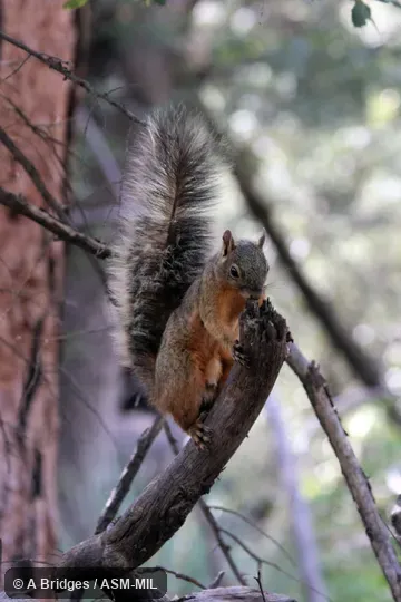 Sciurus nayaritensis apache. Also as Apache Fox Squirrel|Apache Squirrel|Chiricahua Fox Squirrel|Nayarit Squirrel. Also as Parasciurus nayaritensis. Sciurus nayaritensis apache. Also as Apache Fox Squirrel|Apache Squirrel|Chiricahua Fox Squirrel|Nayarit Squirrel. Also as Parasciurus nayaritensis.