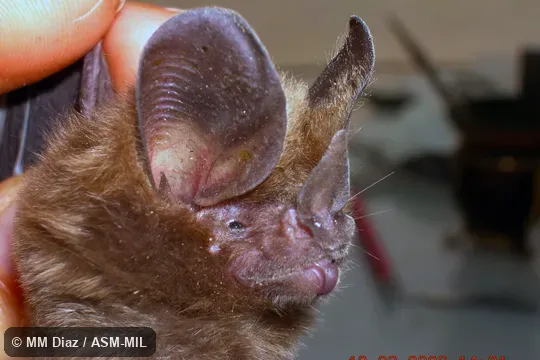 First record of this species from Argentina. Chiroptera Neotropical 15(2): 461-465. Also as Little Big-eared Bat. First record of this species from Argentina. Chiroptera Neotropical 15(2): 461-465. Also as Little Big-eared Bat.