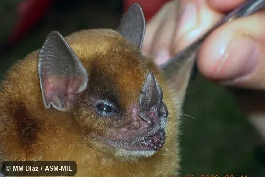 Also as Eastern Yellow-shouldered Bat. Also as Eastern Yellow-shouldered Bat.