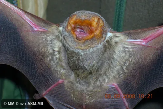 Also as Red Bat. Also as Red Bat.