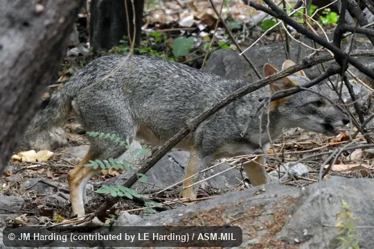 Adult fox came to feeding station at a communiity conservation area. Also as Sechura Desert Fox|Peruvian Desert Fox. Adult fox came to feeding station at a communiity conservation area. Also as Sechura Desert Fox|Peruvian Desert Fox.