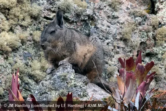 Adult on a rock in typical habitat. Formerly Lagidium viscacia, Common Mountain Viscacha. Also as Northern Viscacha. Adult on a rock in typical habitat. Formerly Lagidium viscacia, Common Mountain Viscacha. Also as Northern Viscacha.