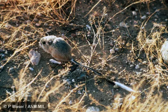 Dorso-lateral view. Also as Bannertail Kangaroo Rat. Dorso-lateral view. Also as Bannertail Kangaroo Rat.