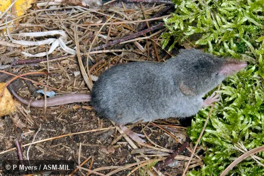 Formerly Soricomorpha. Formerly Soricomorpha.