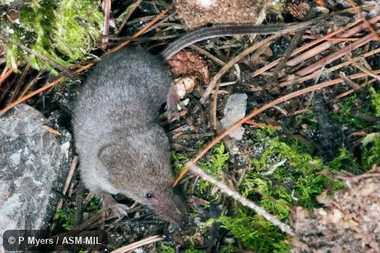 Formerly Soricomorpha. Also as American Pygmy Shrew. Formerly Soricomorpha. Also as American Pygmy Shrew.