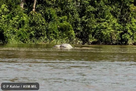 Formerly in order Cetacea. Also as Brazilian Dolphin|Gray River Dolphin. Formerly in order Cetacea. Also as Brazilian Dolphin|Gray River Dolphin.