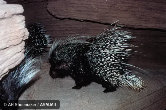 Side view, captive from Ethiopia. Also as North African Crested Porcupine. Side view, captive from Ethiopia. Also as North African Crested Porcupine.