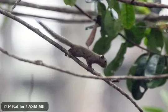 Also as Pygmy Squirrel. Also as Pygmy Squirrel.