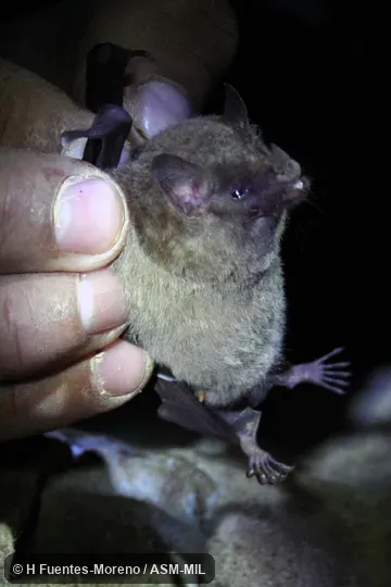 Formerly Glossophaga soricina handleyi, Pallas's Long-tongued Bat. Formerly Glossophaga soricina handleyi, Pallas's Long-tongued Bat.