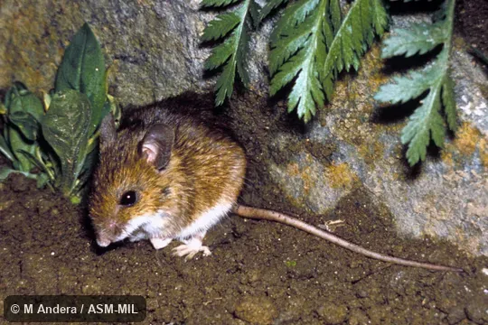 Oblique view Oblique view