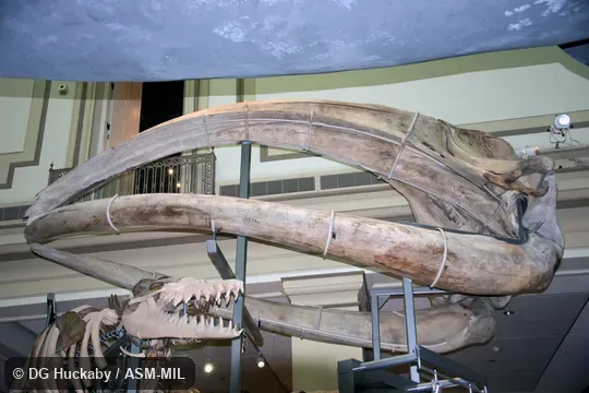 Left ventrolateral view of skull. Formerly in order Cetacea. Also as Japanese Whale|North-west Whale|Pacific Right Whale. Left ventrolateral view of skull. Formerly in order Cetacea. Also as Japanese Whale|North-west Whale|Pacific Right Whale.