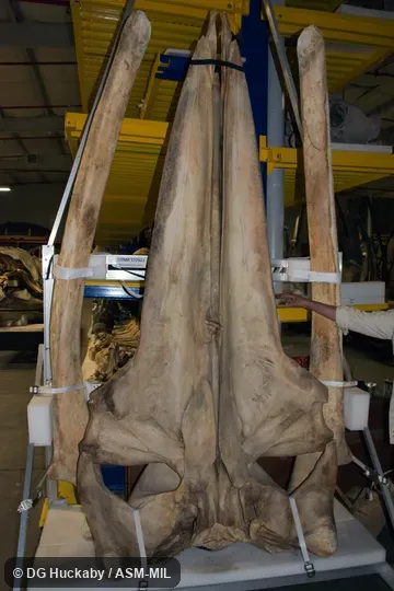 Ventral view of skull and dentary of USNM 572922, stranded in USA, North Carolina, New Hanover Co. (34.07 N, 77.88 W) on 13 March 2003. Formerly in order Cetacea. Formerly part of Balaenoptera edeni. Also as Gulf of Mexico Whale. Ventral view of skull and dentary of USNM 572922, stranded in USA, North Carolina, New Hanover Co. (34.07 N, 77.88 W) on 13 March 2003. Formerly in order Cetacea. Formerly part of Balaenoptera edeni. Also as Gulf of Mexico Whale.
