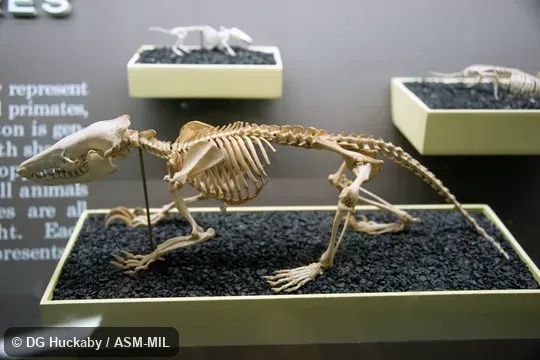 Left lateral view of skeleton. Formerly Soricomorpha. Formerly Solenodon cubanus. Also as Almiqui. Left lateral view of skeleton. Formerly Soricomorpha. Formerly Solenodon cubanus. Also as Almiqui.