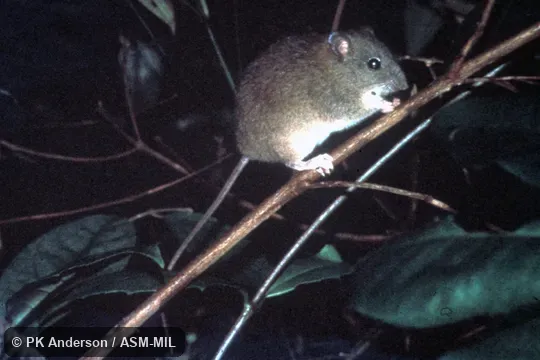 Side view. Also as Fawn-footed Melomys. Side view. Also as Fawn-footed Melomys.