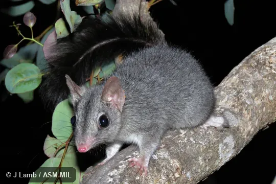 In Jarrah forest (Eucalyptus marginata). Also as Black-tailed Phascogale|Brush-tailed Phascogale|Common Wambenger|Tuan. In Jarrah forest (Eucalyptus marginata). Also as Black-tailed Phascogale|Brush-tailed Phascogale|Common Wambenger|Tuan.