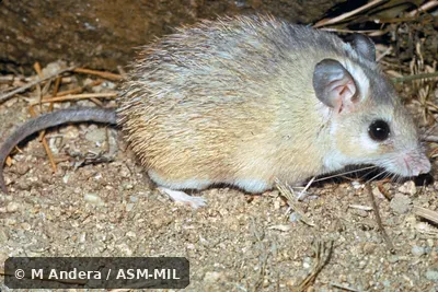 Side view. Also as Cairo Spiny Mouse · Egyptian Spiny Mouse · Greater Wilfred's Mouse. Side view. Also as Cairo Spiny Mouse · Egyptian Spiny Mouse · Greater Wilfred's Mouse.