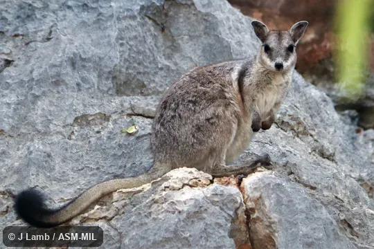 Also as Brush-tailed Rock Wallaby|Western Short-eared Rock Wallaby. Also as Brush-tailed Rock Wallaby|Western Short-eared Rock Wallaby.