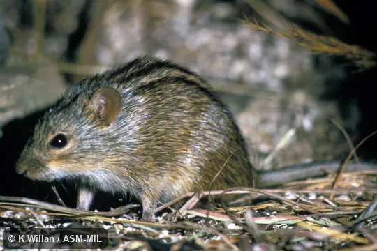Captive. Also as Four-striped Field Mouse|Four-striped Grass Mouse|Four-striped Grass Rat|Xeric Four-striped Rhabdomys. Captive. Also as Four-striped Field Mouse|Four-striped Grass Mouse|Four-striped Grass Rat|Xeric Four-striped Rhabdomys.