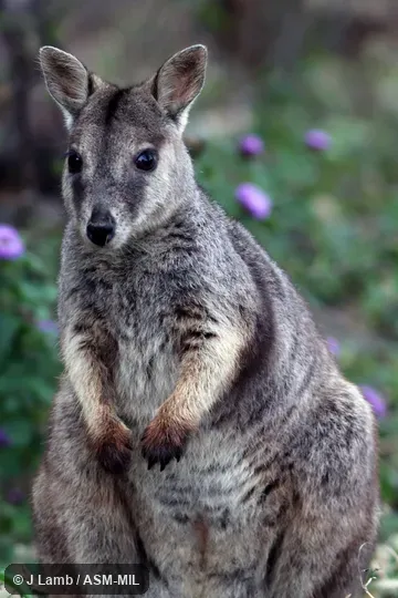 Also as Plain Rock Wallaby. Also as Plain Rock Wallaby.