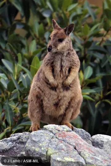 Also as Mt Claro Rock Wallaby. Also as Mt Claro Rock Wallaby.