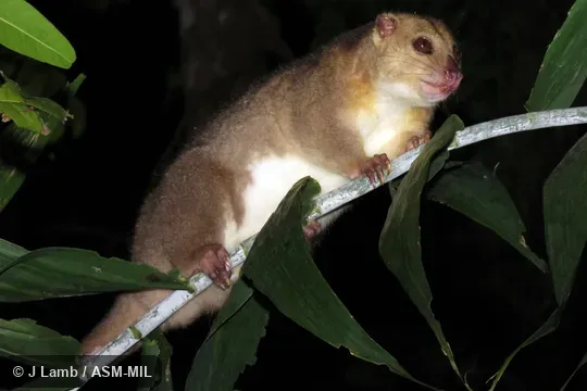 Also as Australian Common Cuscus. Also as Australian Common Cuscus.