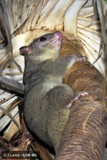 Also as Scaly-tailed Phalanger|Wyulda. Also as Scaly-tailed Phalanger|Wyulda.