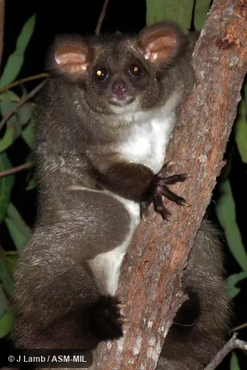Also as Greater Glider|Greater Gliding Possum. Also as Greater Glider|Greater Gliding Possum.