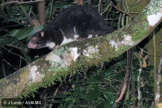 Also as Herbert River Ringtai. Also as Herbert River Ringtai.