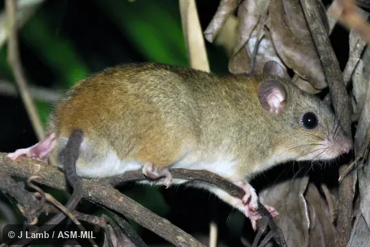 Also as Cape York Melomys. Also as Cape York Melomys.