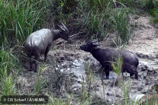 Also as Mindoro Dwarf Buffalo. Also as Mindoro Dwarf Buffalo.
