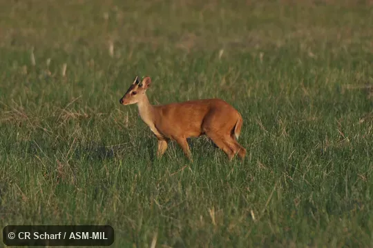 Also as South American Red Brocket|Red Brocket. Also as South American Red Brocket|Red Brocket.