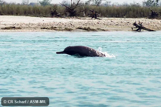 Also as Blind River Dolphin|Indian River Dolphin|South Asian River Dolphin|Susu. Also as Blind River Dolphin|Indian River Dolphin|South Asian River Dolphin|Susu.