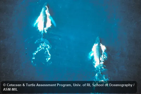 Aerial view. Formerly in order Cetacea. Also as Bunch Whale|Hump Whale|Hunchback Whale. Aerial view. Formerly in order Cetacea. Also as Bunch Whale|Hump Whale|Hunchback Whale.