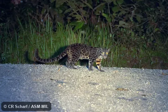 Neofelis diardi borneensis. Formerly as Neofelis nebulosa diardi, Clouded Leopard. Also as Diard's Clouded Leopard. Neofelis diardi borneensis. Formerly as Neofelis nebulosa diardi, Clouded Leopard. Also as Diard's Clouded Leopard.