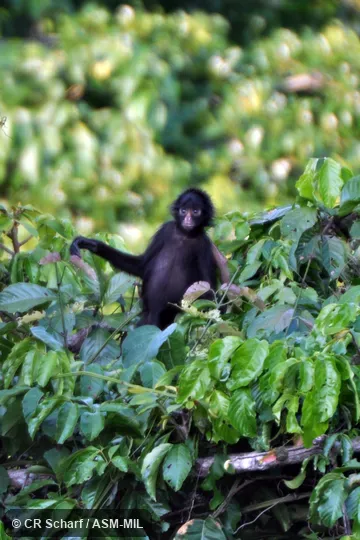 Also as Marimanda Spider Monkey|White-cheeked Spider Monkey|White-faced Spider Monkey|White-fronted Spider Monkey. Also as Marimanda Spider Monkey|White-cheeked Spider Monkey|White-faced Spider Monkey|White-fronted Spider Monkey.